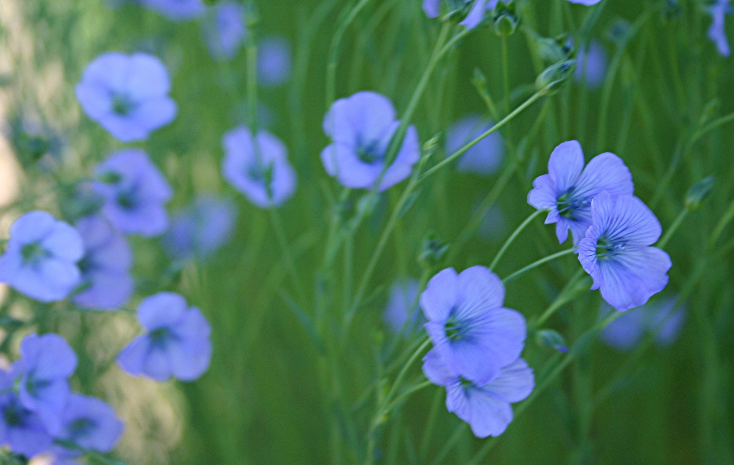 Résultat d’images pour fleur bleue